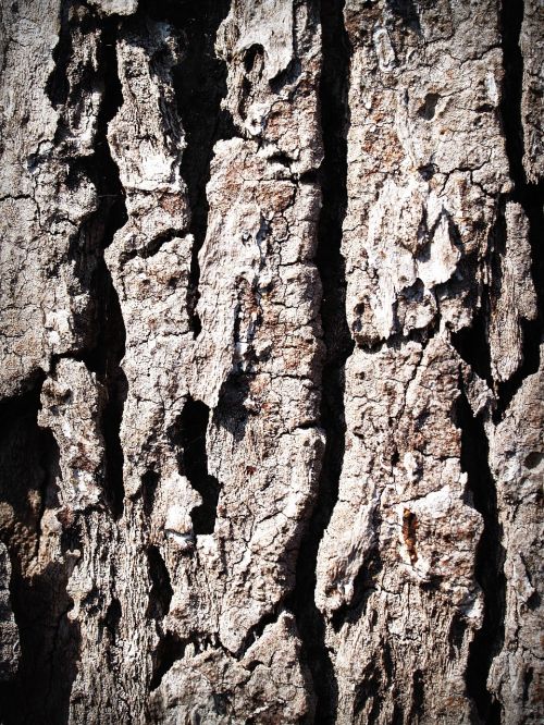 bark tree wood