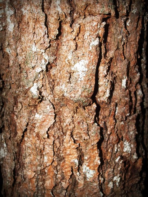 bark tree wood