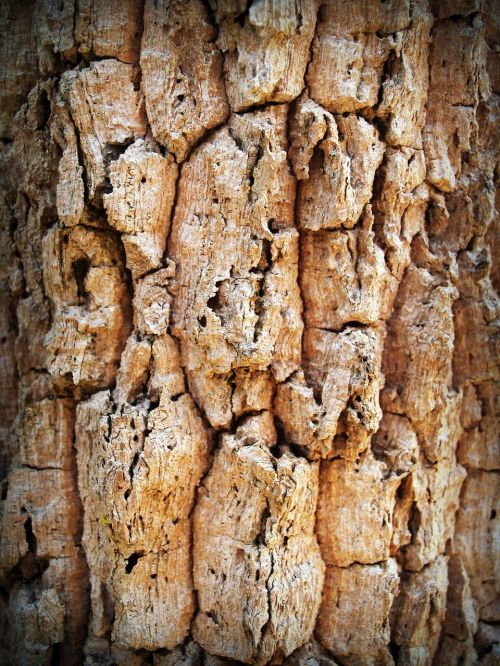 bark tree wood