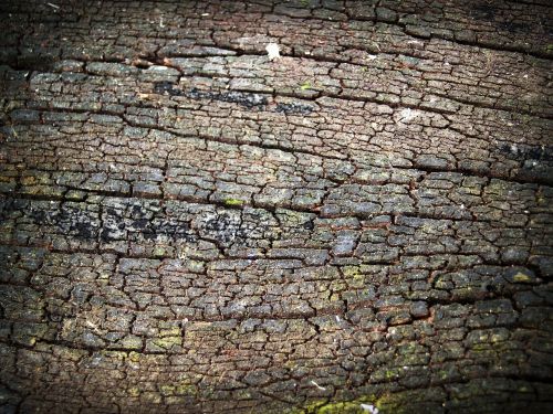 bark tree wood