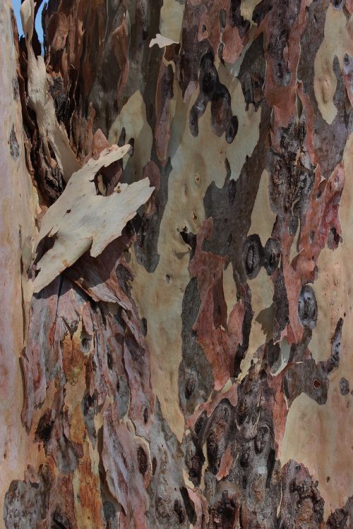 bark wood trunk