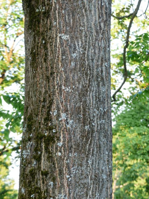 bark tribe log