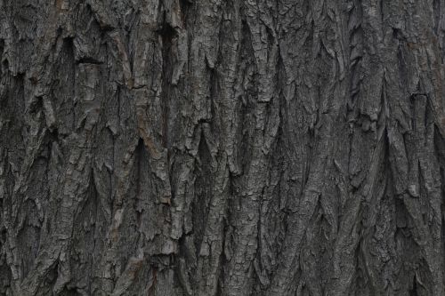 bark wood willow