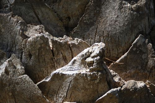 bark palm tree bark tree