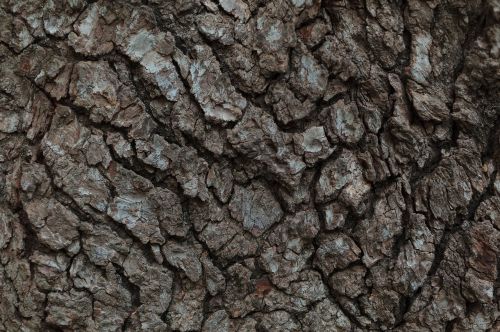 bark tree rugged