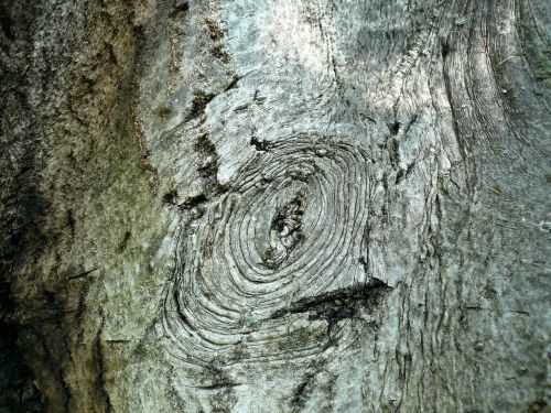 bark tree walnut
