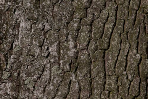 bark tree oak