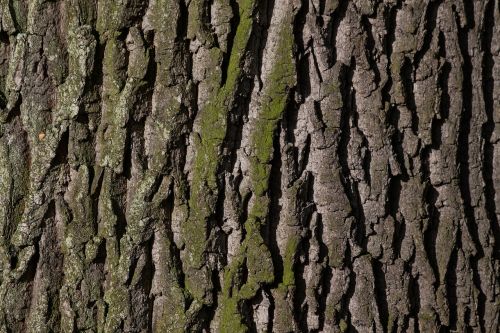 bark tree oak