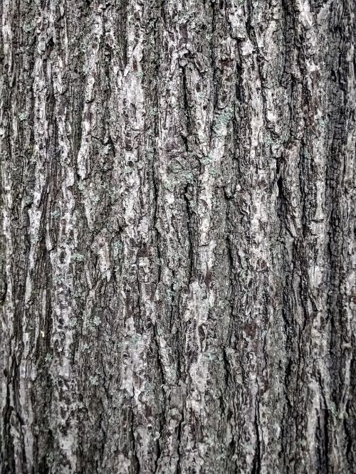 bark tribe tree