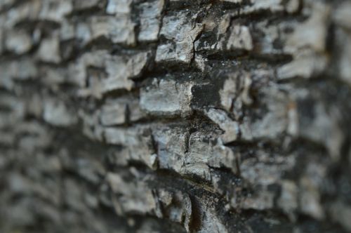 bark tree plant