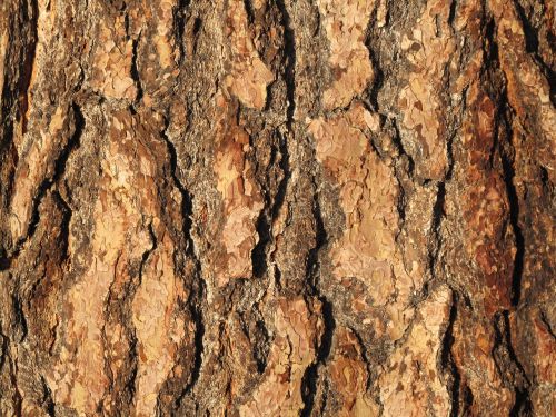 bark tree wood