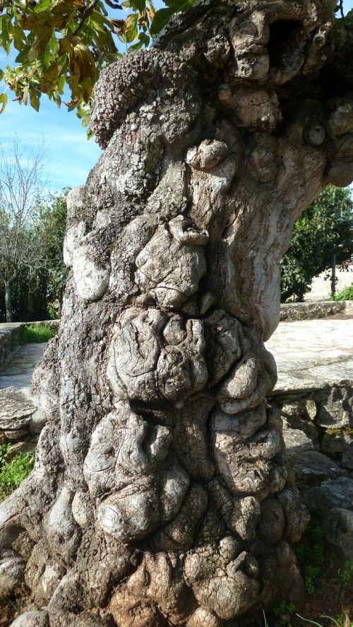 bark texture tree