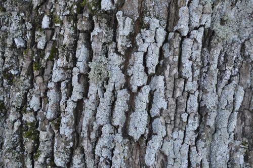 bark tree winter