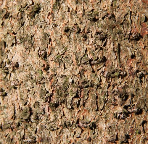 bark wood brown