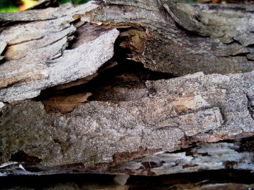 bark peeling dead