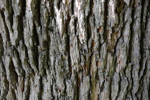 bark wood texture