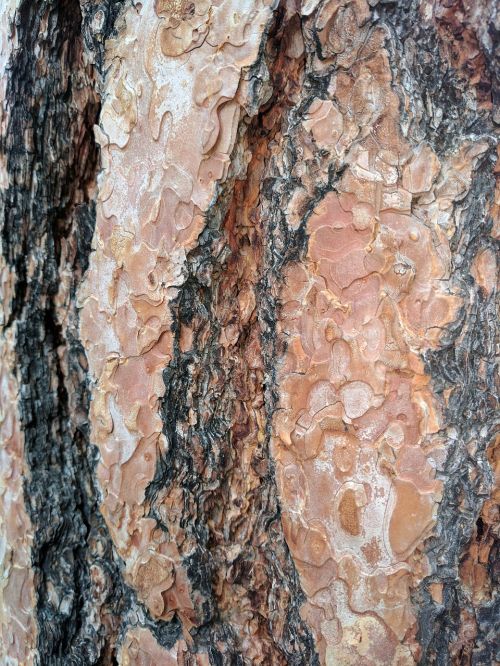 bark texture rough