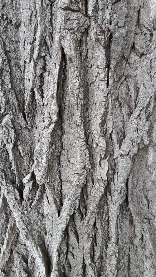 bark tree log