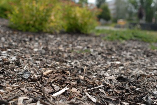 bark city nature