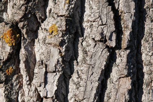 bark tree poplar