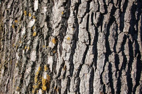 bark tree poplar