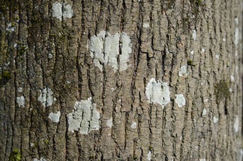 bark trunk trees