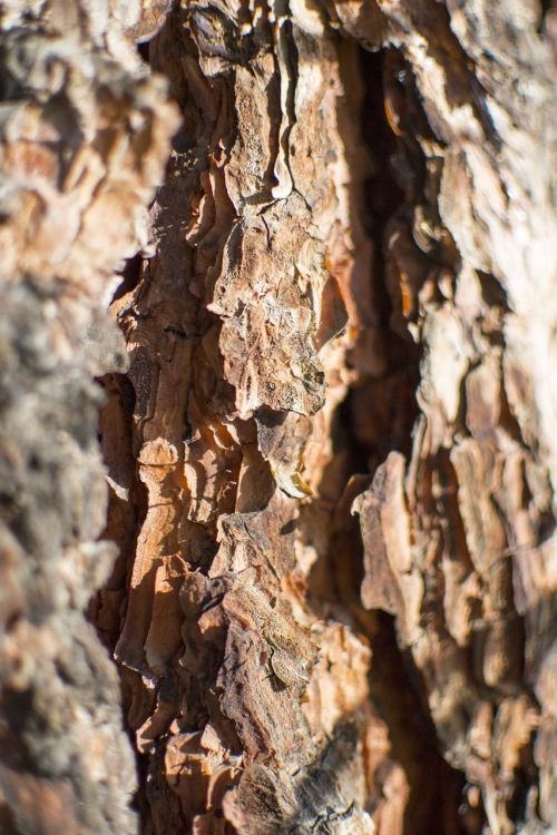 bark texture ponderosa