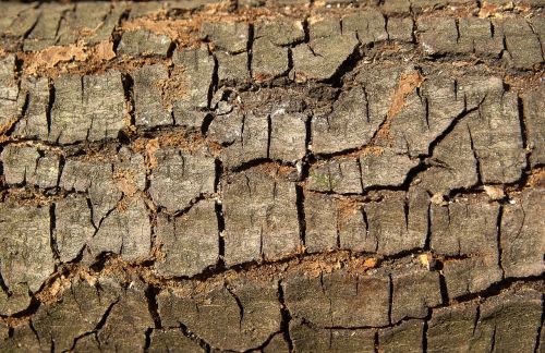 bark wood material