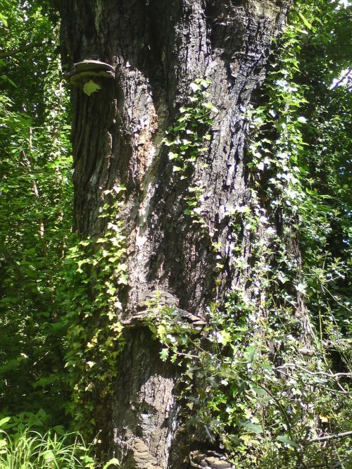 bark ivy tree