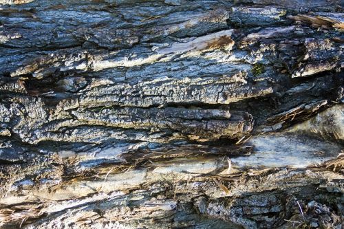 bark tree bark log