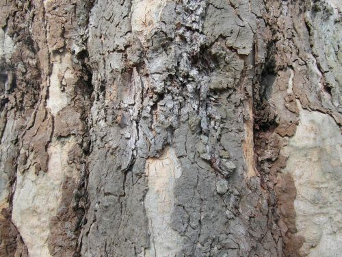 bark log tree bark