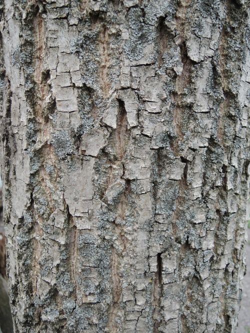 bark tree nature