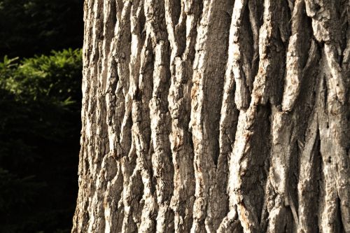 bark tree nature