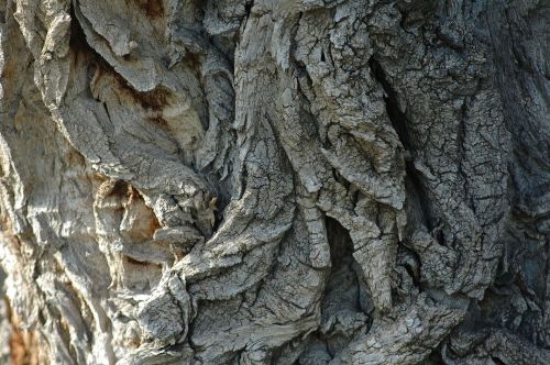 bark tree trunk