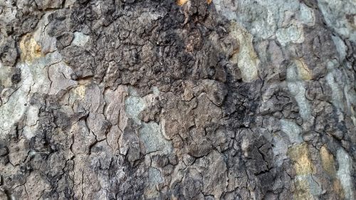 bark tree trunk