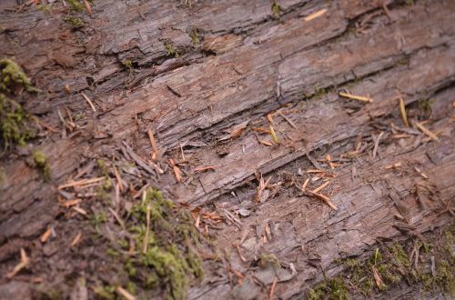 bark tree wood