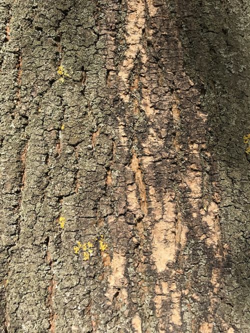 bark tree bark tree