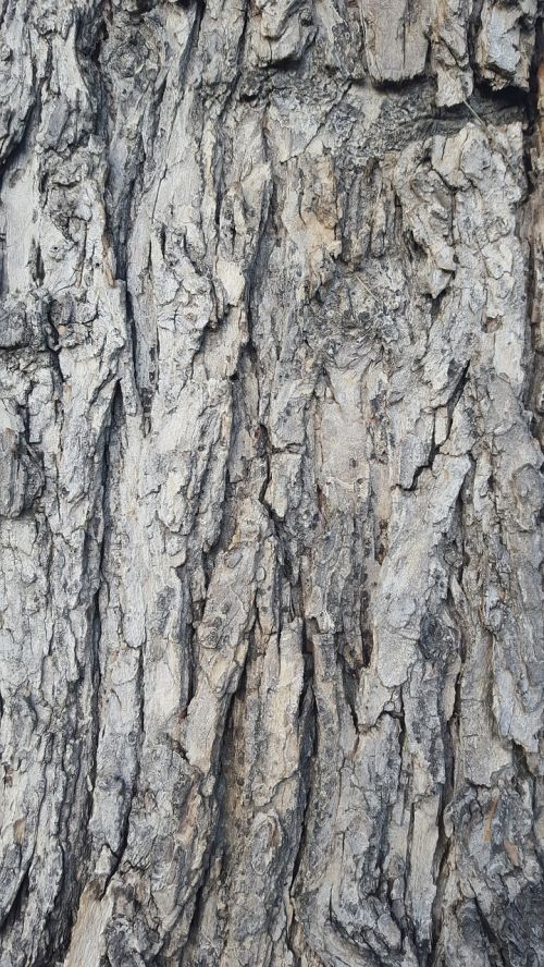 bark tree texture