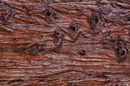 bark tree bark pattern