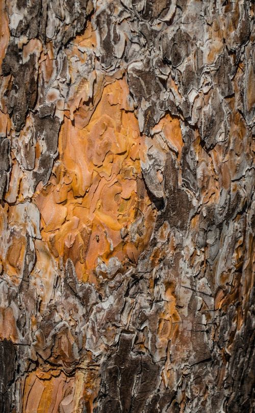 bark tree trunk tree