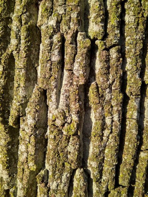 bark tree forest