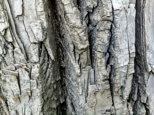 bark tree wood