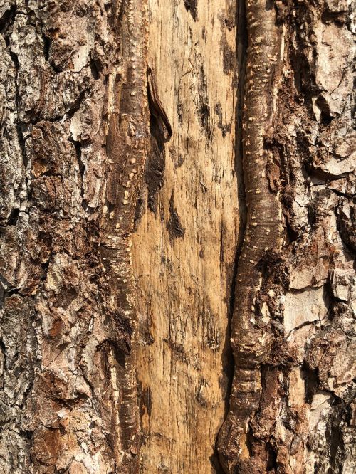 bark rough trunk