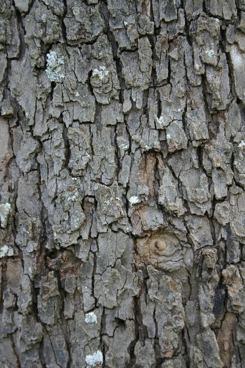 bark  rough  texture