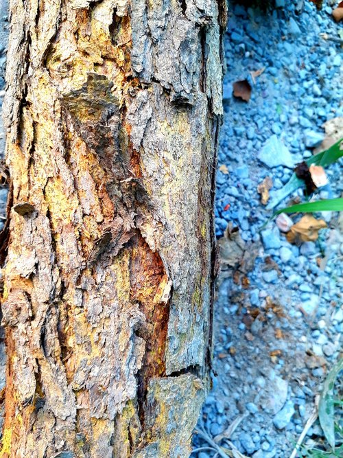 bark  wood  tree