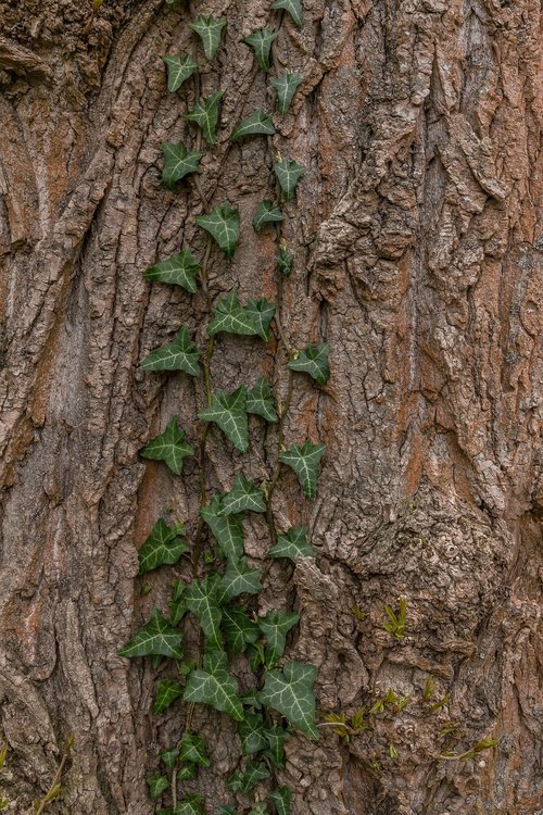 bark  tree  wood