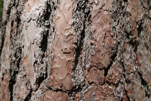 bark  tree  wood