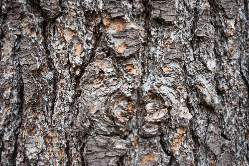 bark  desktop  log
