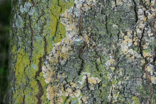 bark texture moss
