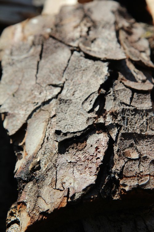 bark  bark chestnut  horse chestnut